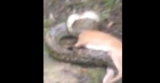 Python Deer Hunter Fight